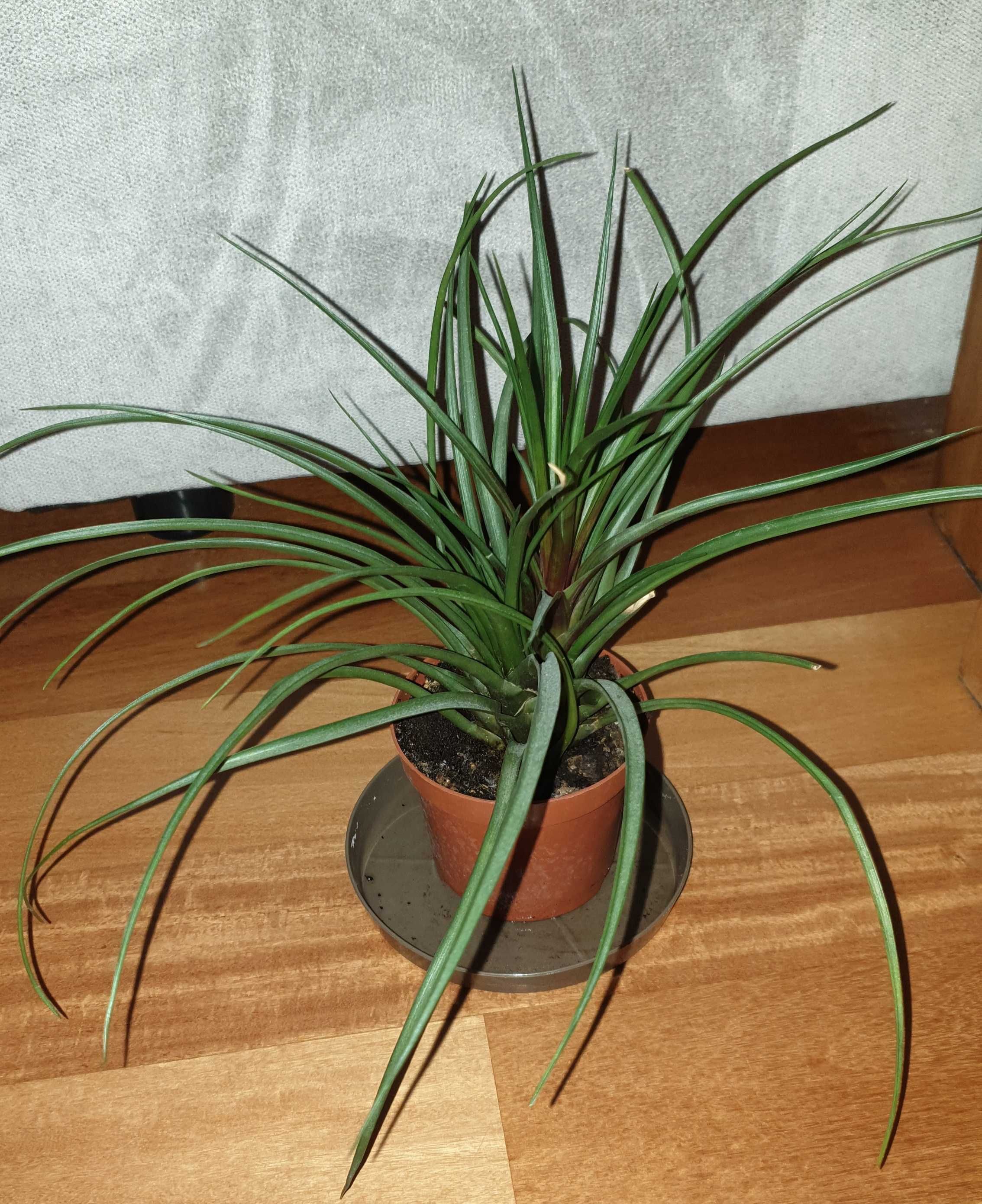 Tillandsia, kwiat rosnący