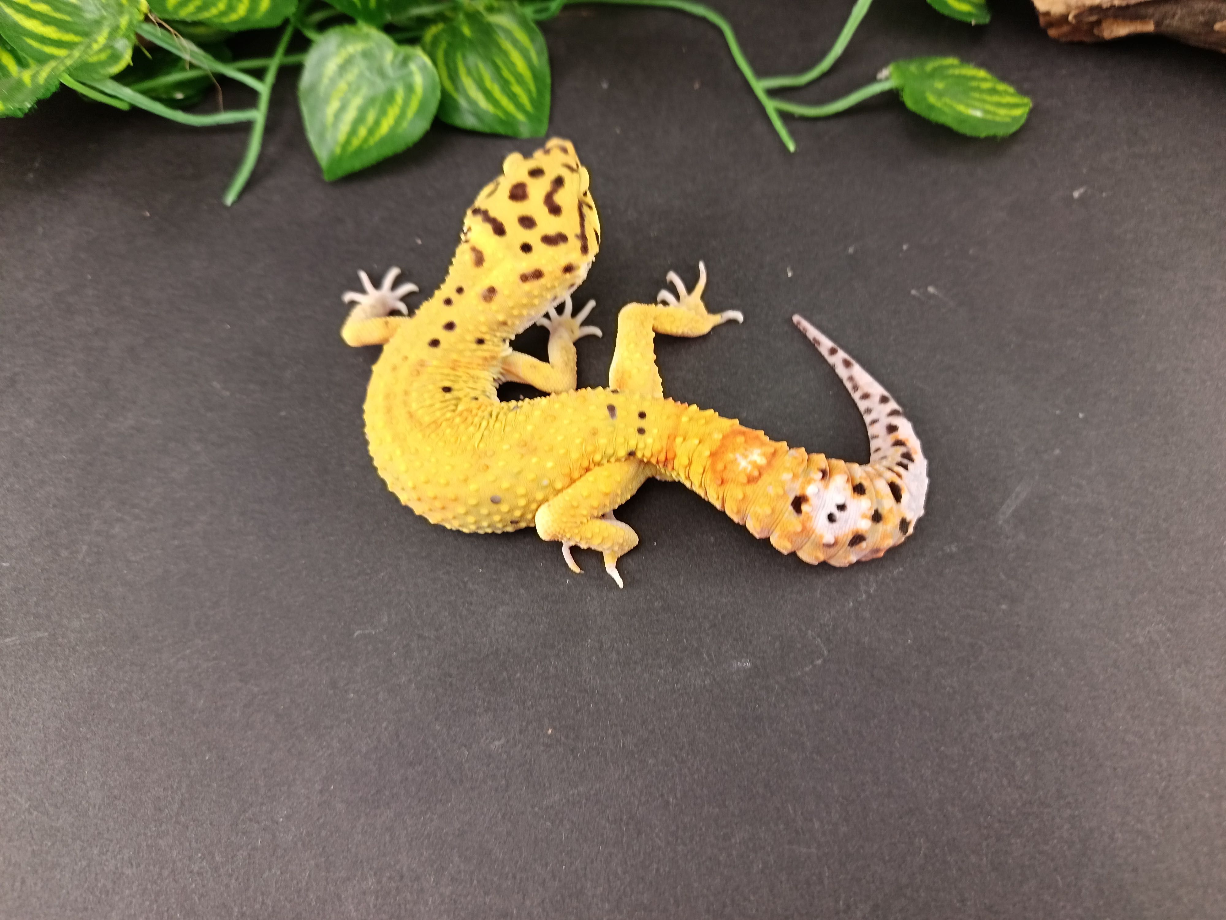 Gekon Lamparci Tangerine & Green Jungle  nr ref. EM436