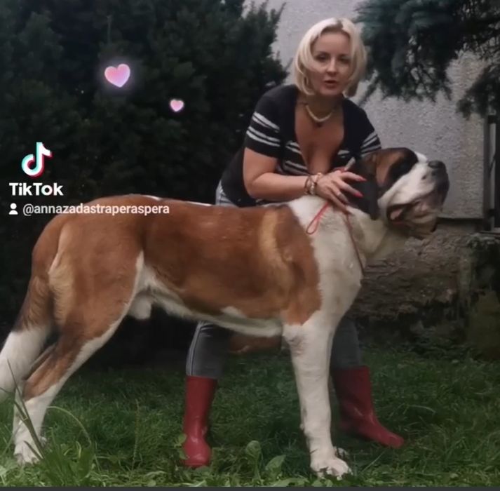 Bernardyn krótkowłosy pies. Pilne!