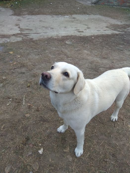 Вязка с шикарным лабрадором