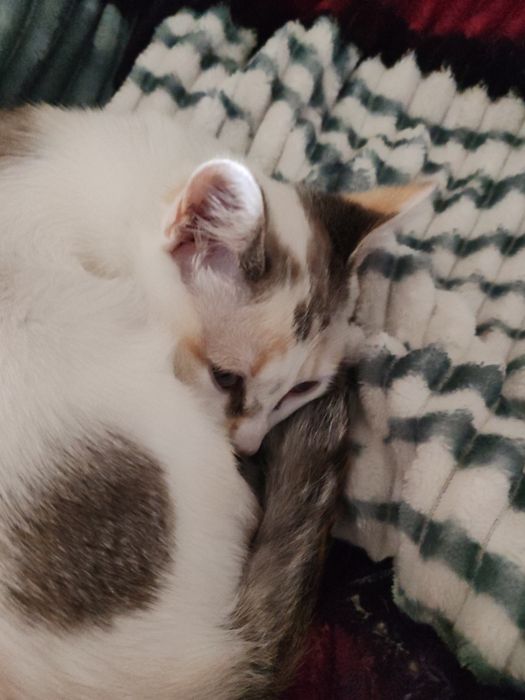 Gata 4 meses para adocao