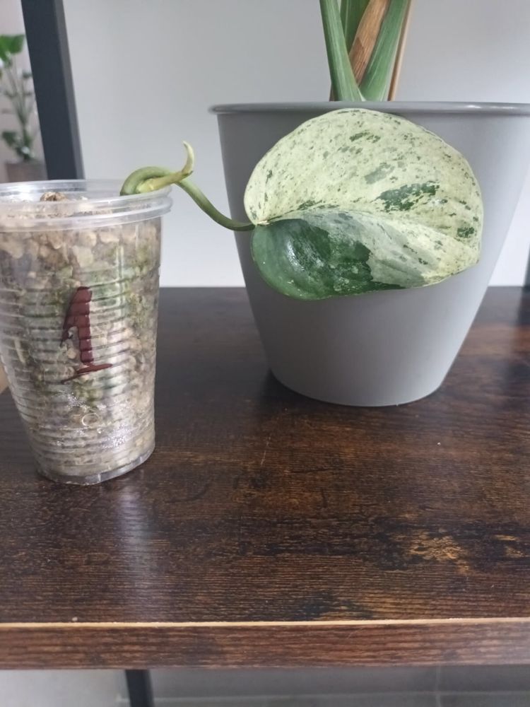 Scindapsus Jade Satin Marble Variegata