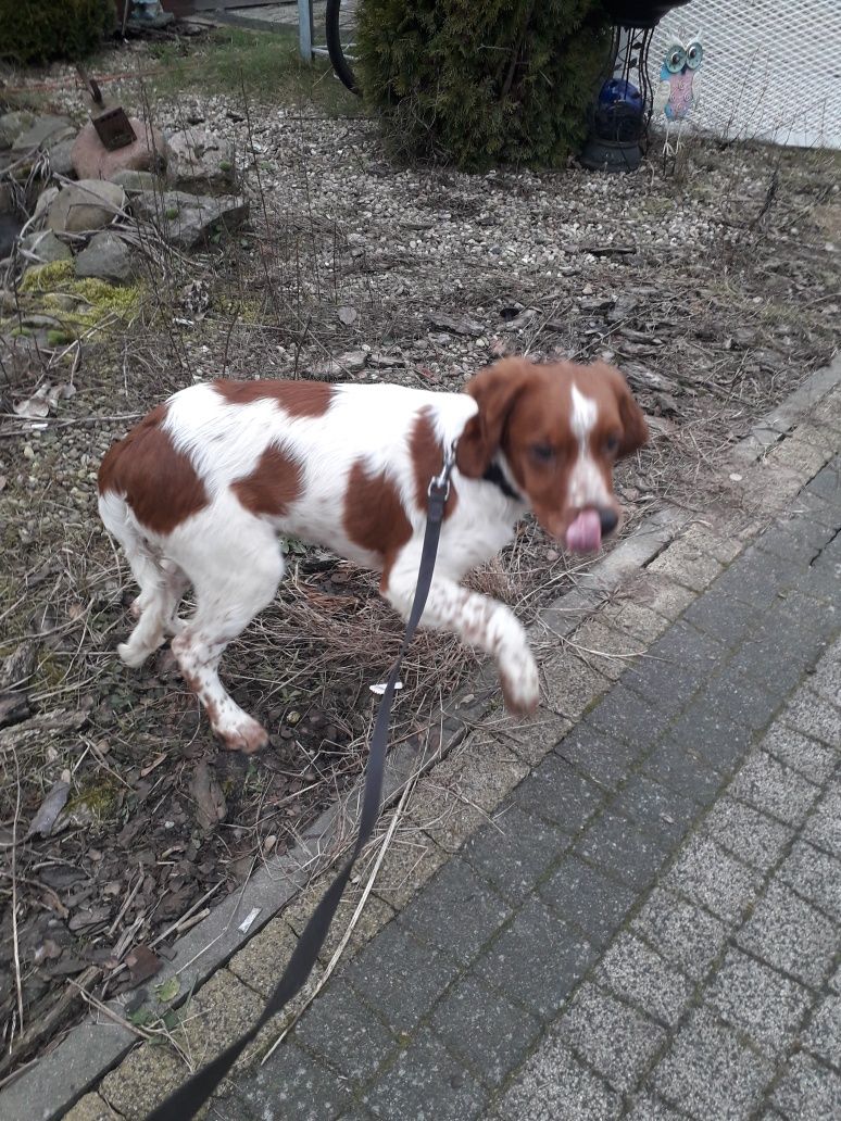 Spaniel Bretonski (Epagneul Breton FCI)