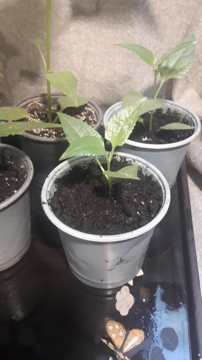 Калея закатечичи, саженцы