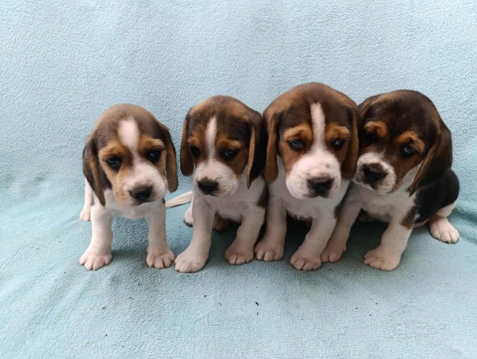 Beagle szczeniaki- pieski