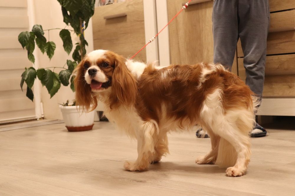 Породний красивий кобель Кавалер, в'язка