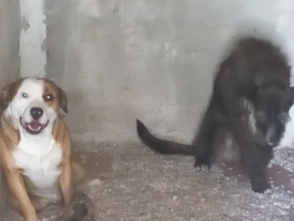 2 cães  para adoção