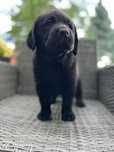 Czarny samiec Labrador Retriever FCI
