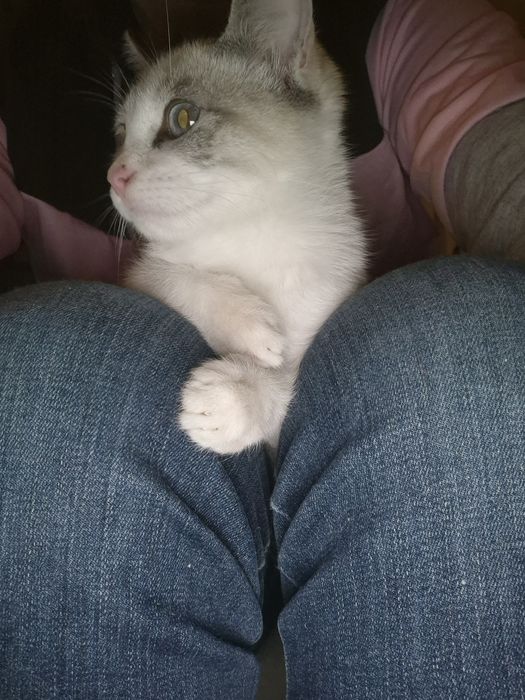 PARA ADOÇÃO Responsável