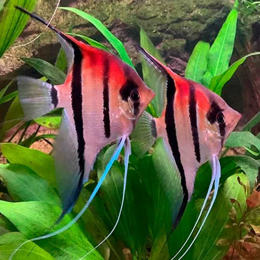 Żaglowiec skalar MANACAPURU pokolenie F1 - Pterophyllum - dowóz