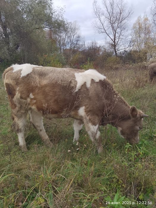 Продається ялівка (телиця, нетель)