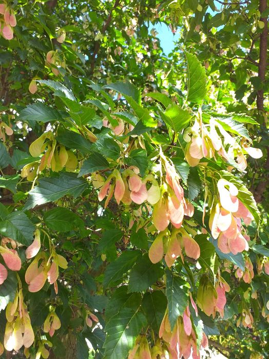 Klon ginala (tatarski) żywopłot lub drzewko