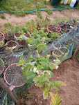 Framboesas plantas