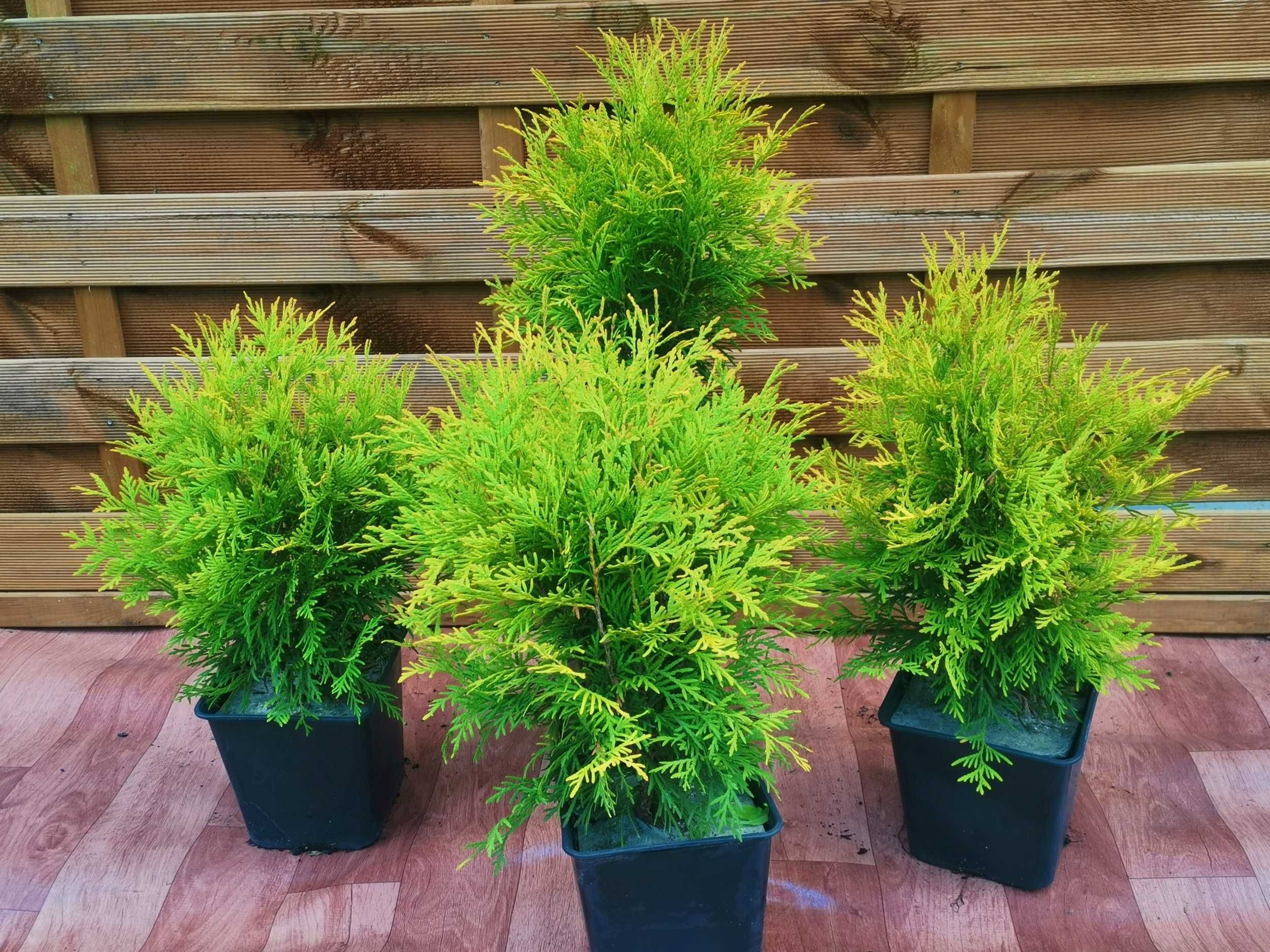 Thuja kulista Golden Globe złota kulka 4letnia 5 sztuk  45cm