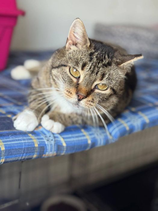 Kruszyna - wykątkowa, śliczna, grzeczna - szuka domu