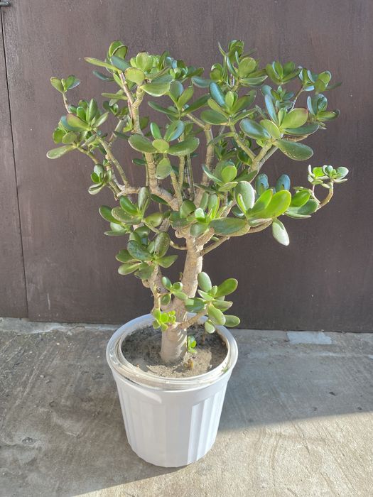 Толстянка грошове дерево велике