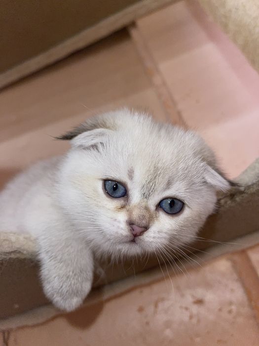 Золота шиншила срібна шиншила серебристая шиншила голубе золото понт