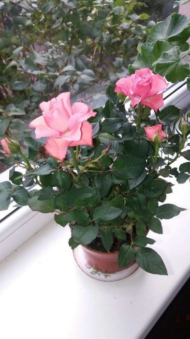 Роза комнатная. Саженцы роз