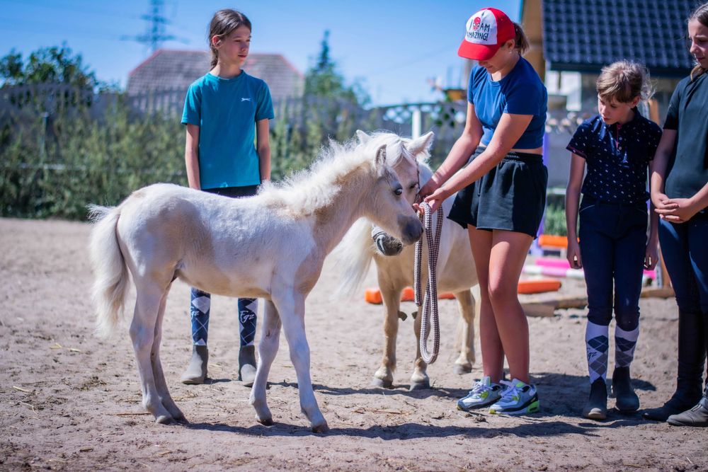 Kucyk sprzedam lub zamienie