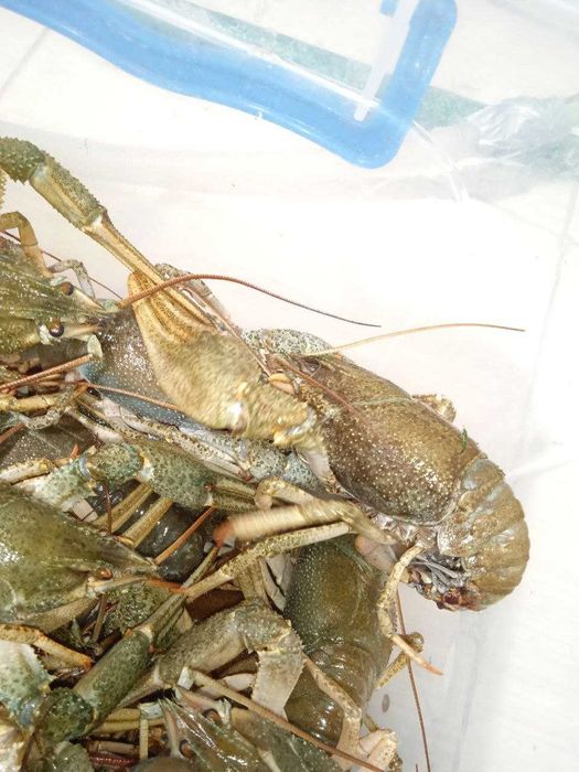 Постачаємо рака по м. Одеса - 70 г - 90 г