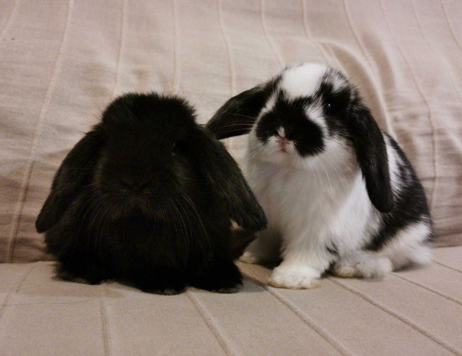 KIT Coelhos anões mini Lop(orelhudos) muito dóceis