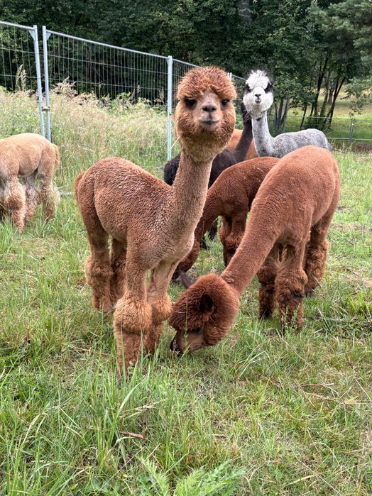 Sprzedam Samice Alpaki