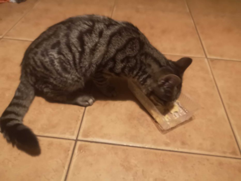 Bury kotek do oddania