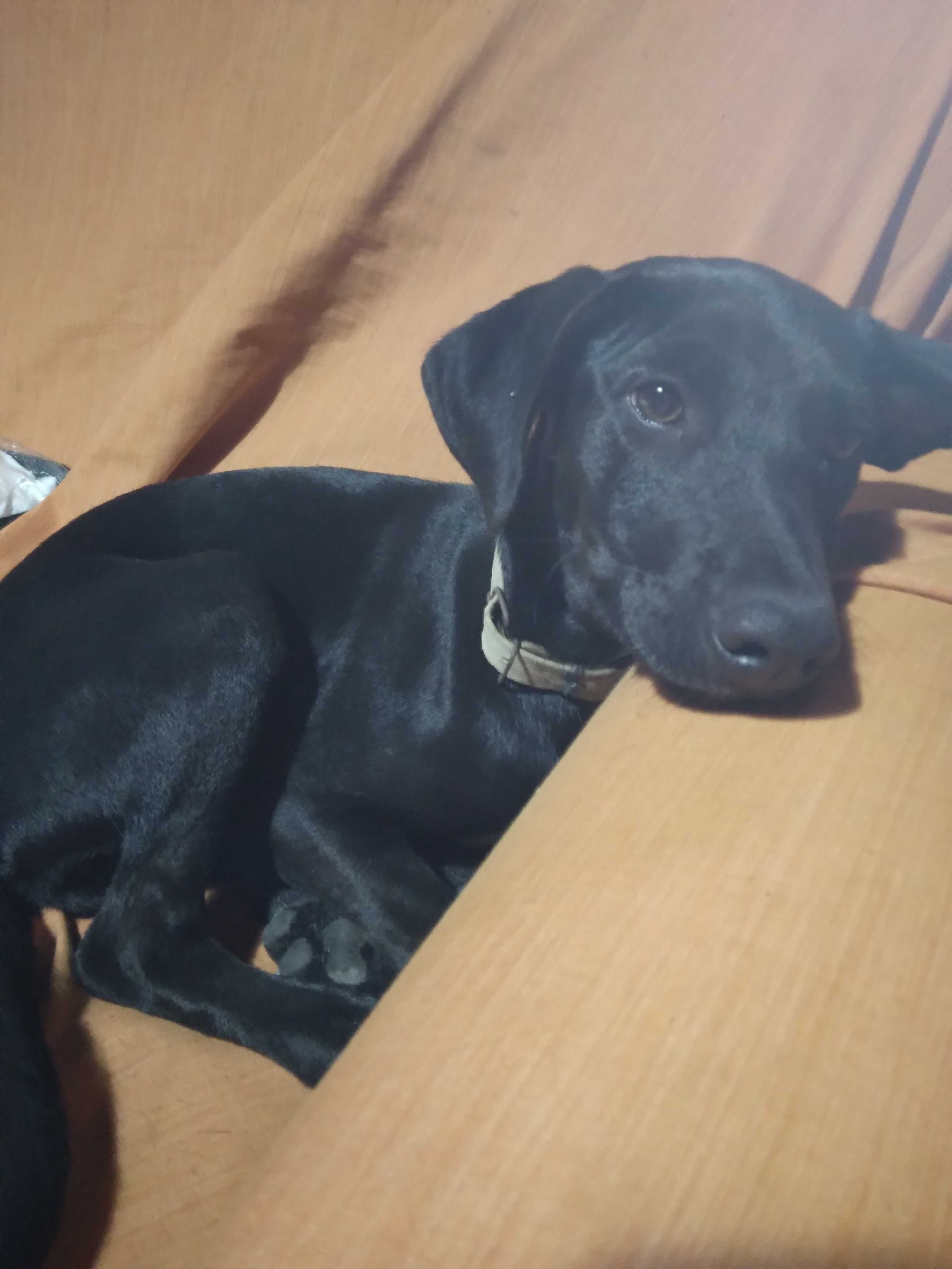 Dá-se cachorrinha com 4 meses, na zona de Friúmes, Penacova-Coimbra.