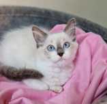 Śliczna kotka ragdoll