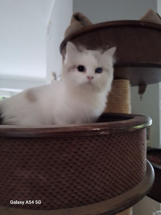 Słodka Ragdolka Bibi TICA