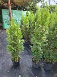 Tuja Thuja Szmaragd 70-100 cm GESTA -W DONICY 3l -DOWOZIMY- max przyje