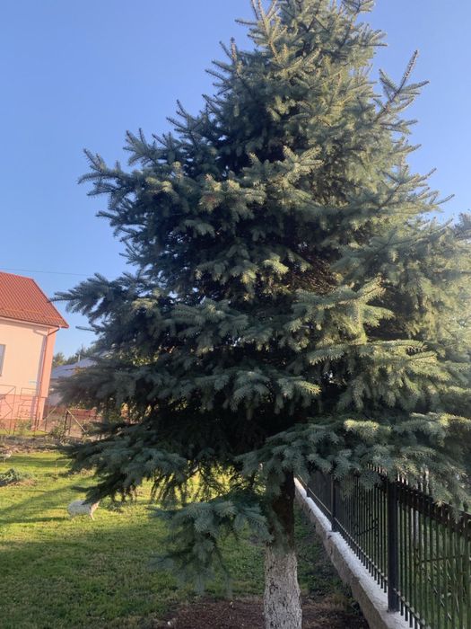 Ялинка,висота приблиро 4-5 метри