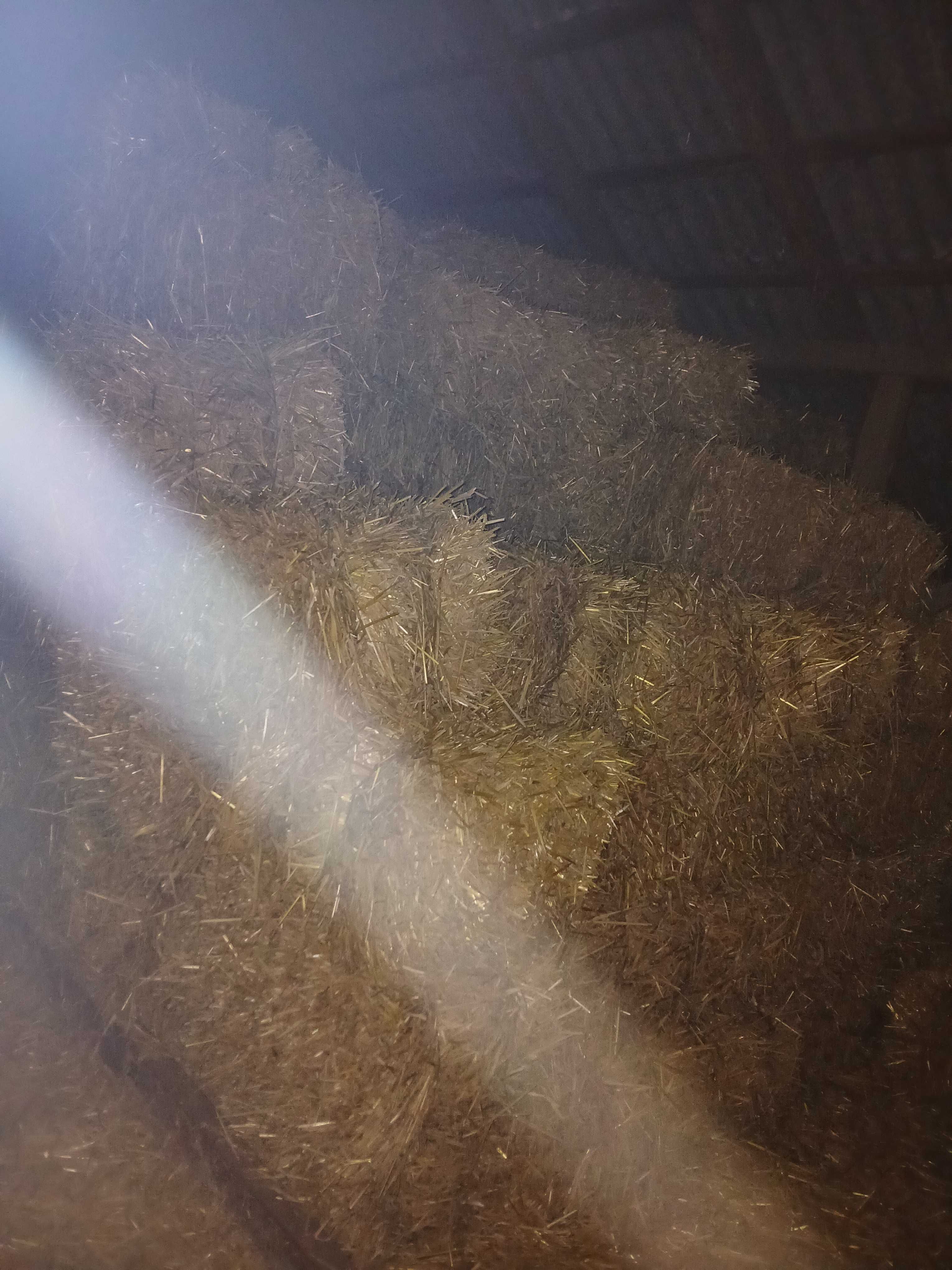 Słoma w małych kostkach