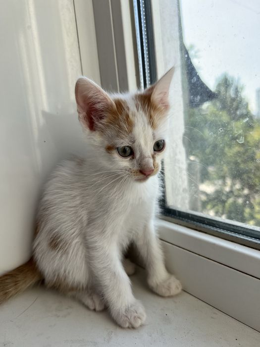 Кошенята у добрі руки