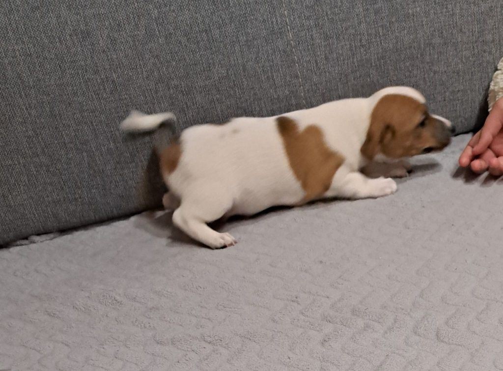 Jack russell terrier