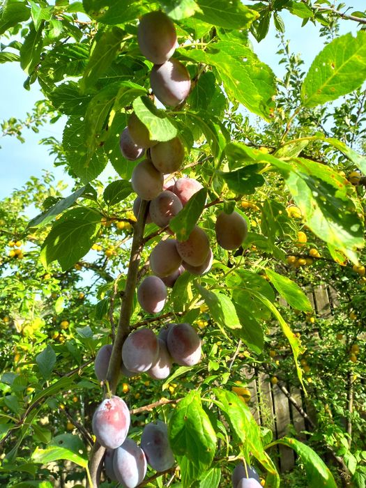 Саженцы плодовых деревьев