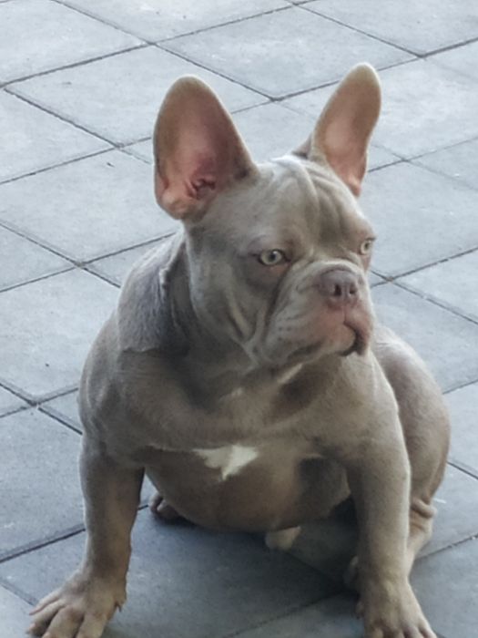 Французский бульдог