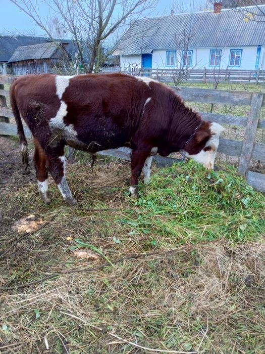 Продам бичка 9 місяців