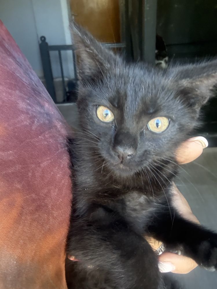 Kociaki do adopcji szukają domu