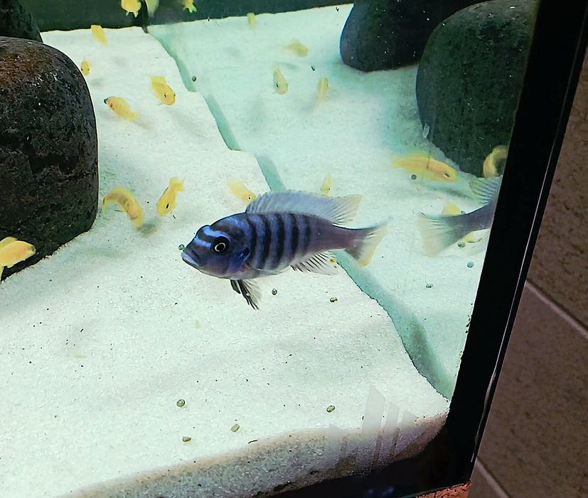 Ciclideos africanos malawi