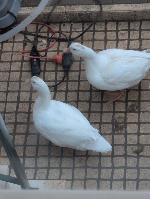 Vendo Patos Brancos Adultos