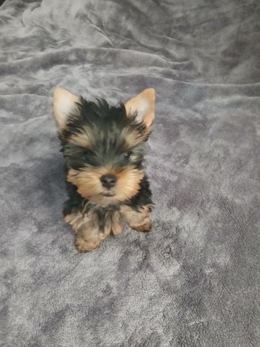 Yorkshire terrier macho puro.