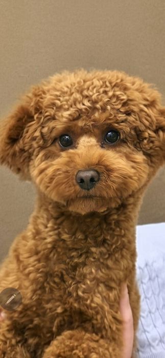 Міні цуценя мальтипу, той пуделя