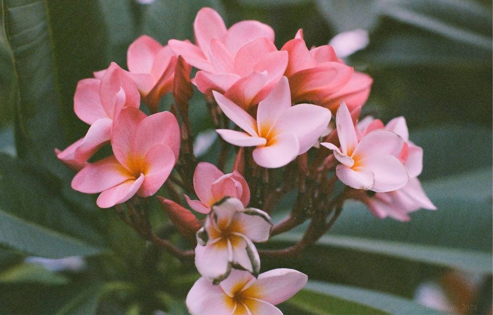 Плівка Kodak Gold 200 24exp Bright Sun & Flash Expired 06/2004