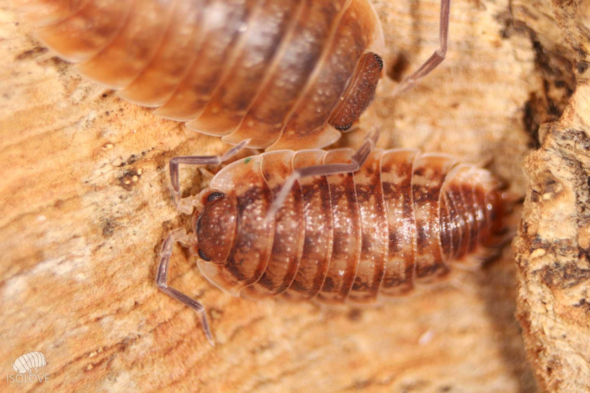 Porcellio obsoletus “chocolate”, równonogi, isopoda, nowość