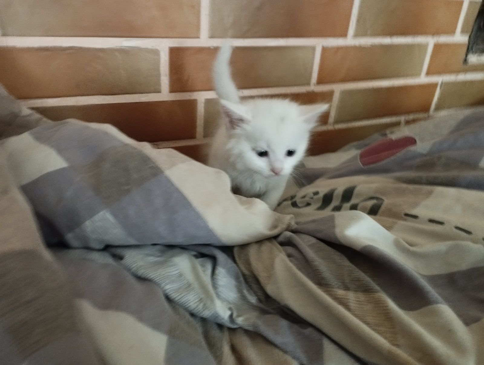 Продаю білосніжних кошенят.