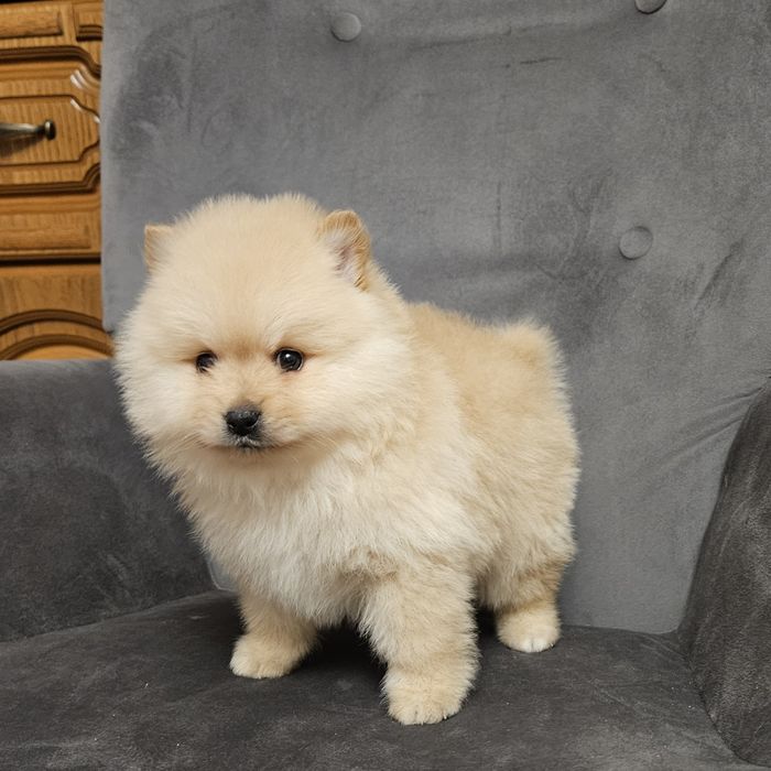 Szpic miniaturowy pomeranian suczka