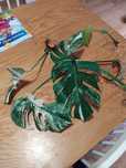 Monstera x5 variegata