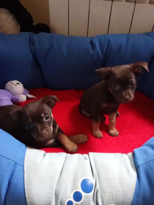 ШОКоладні той-тер'єри