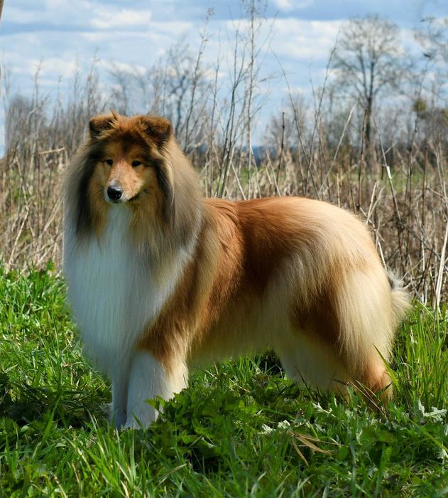 Owczarek Szkocki Długowłosy Collie